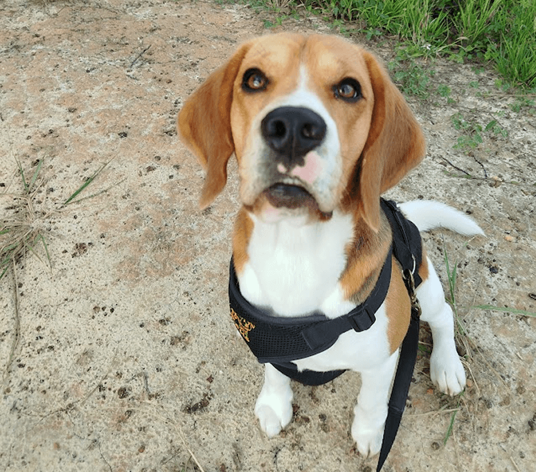 Loki, mascote do Lokify, representando o copiloto de IA para adestradores profissionais